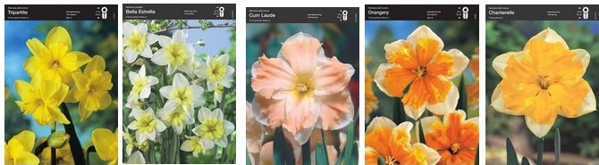 Нарцисс орхидный 05 (шоубокс)